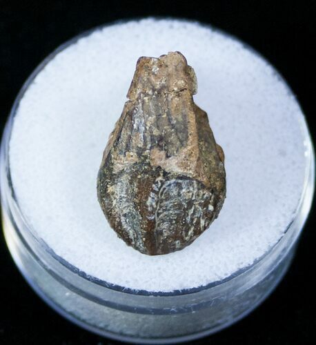 Partially Worn & Rooted Triceratops Tooth #12378